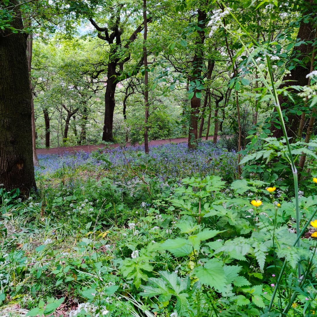 Meanwood Valley Local Nature Reserve bluebells at Woodhouse Ridge Meanwood Valley Local Nature Reserve bluebells at Woodhouse Ridge