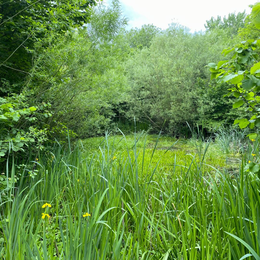 Kirkstall Valley Nature Reserve pond Kirkstall Valley Nature Reserve pond