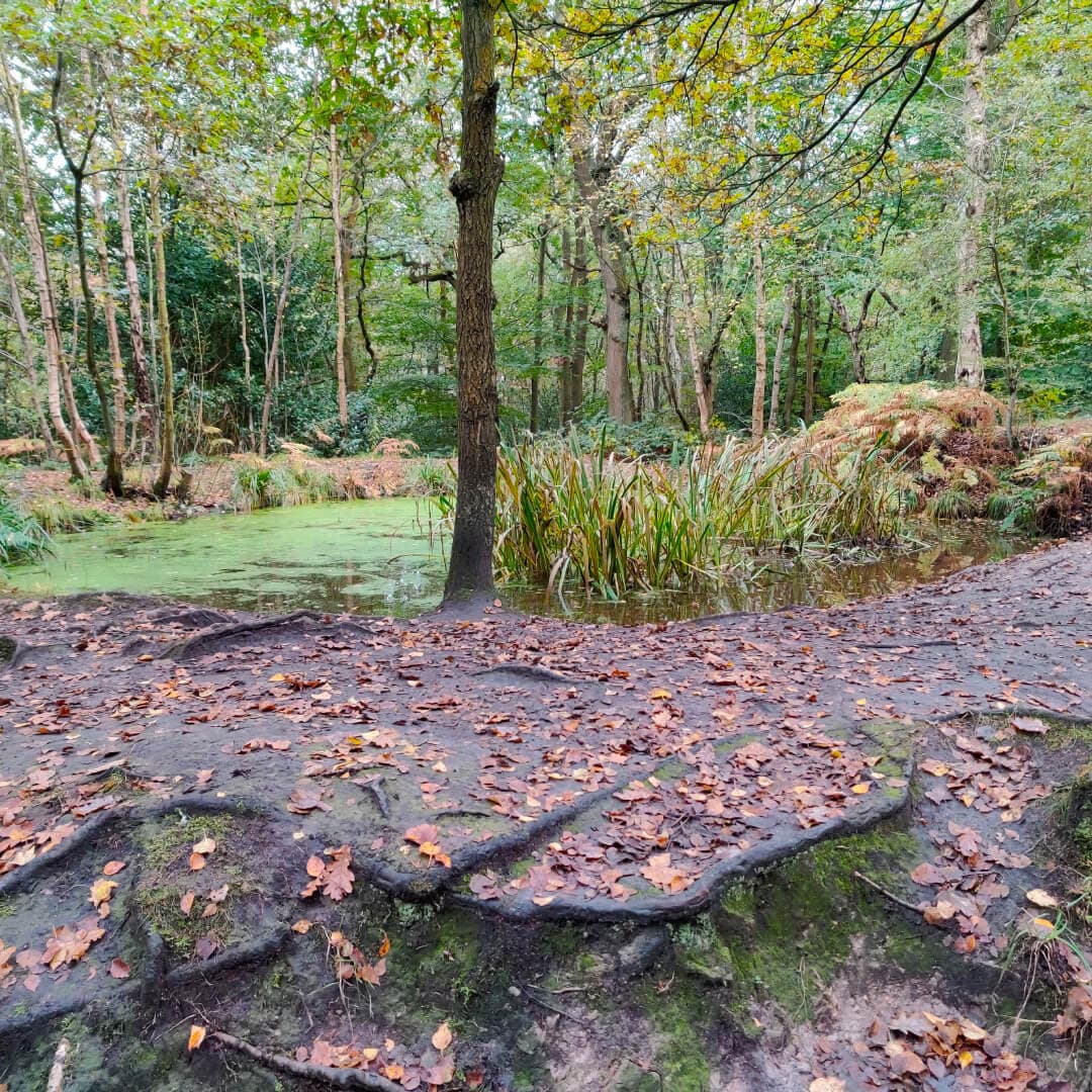 Meanwood Valley Local Nature Reserve pond in Adel Woods Meanwood Valley Local Nature Reserve pond in Adel Woods