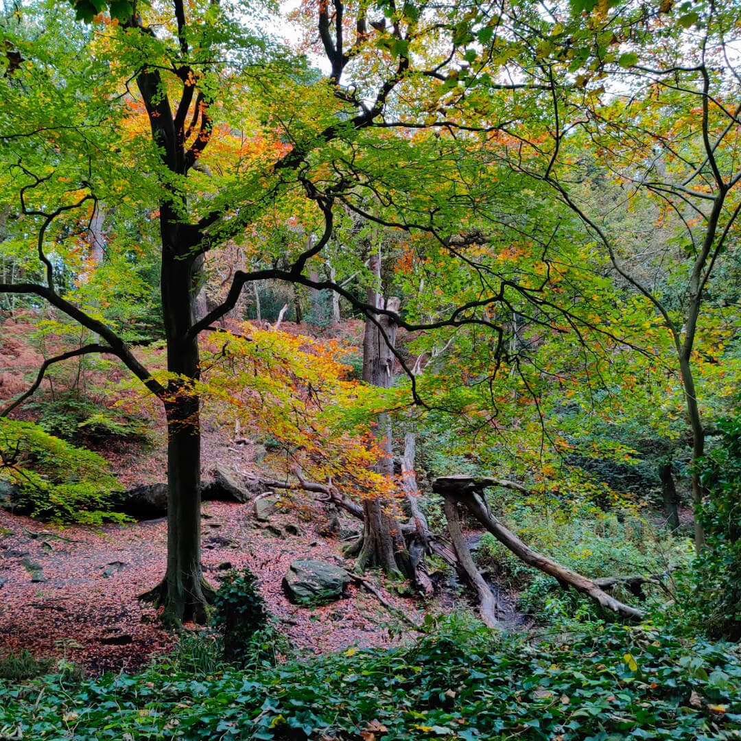 Meanwood Valley Local Nature Reserve hill in Adel Woods Meanwood Valley Local Nature Reserve hill in Adel Woods