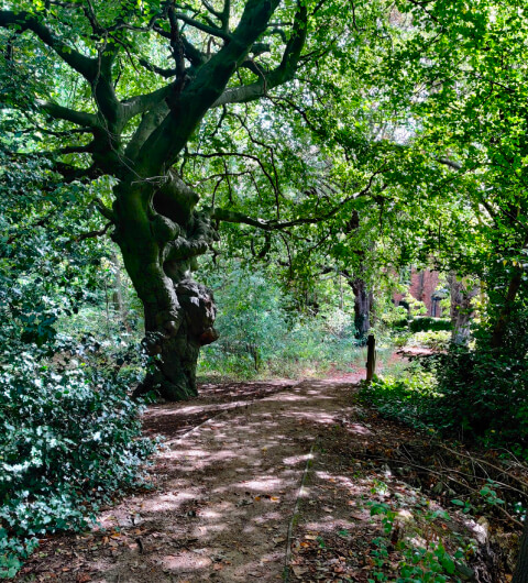 Dagmar Wood Dagmar Wood