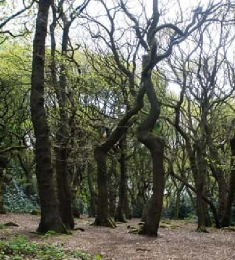 Ireland Wood Ireland Wood