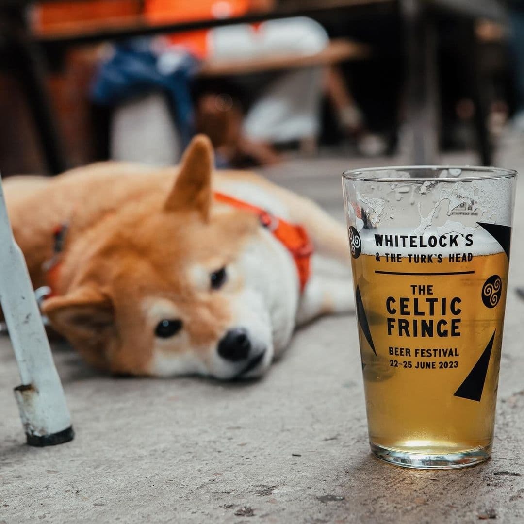 Whitelocks Ale House Dog Beer Glass Relaxing A relaxed Shiba Inu dog lying on the ground next to a pint glass of beer with the Whitelock's Ale House logo, promoting The Celtic Fringe Beer Festival.