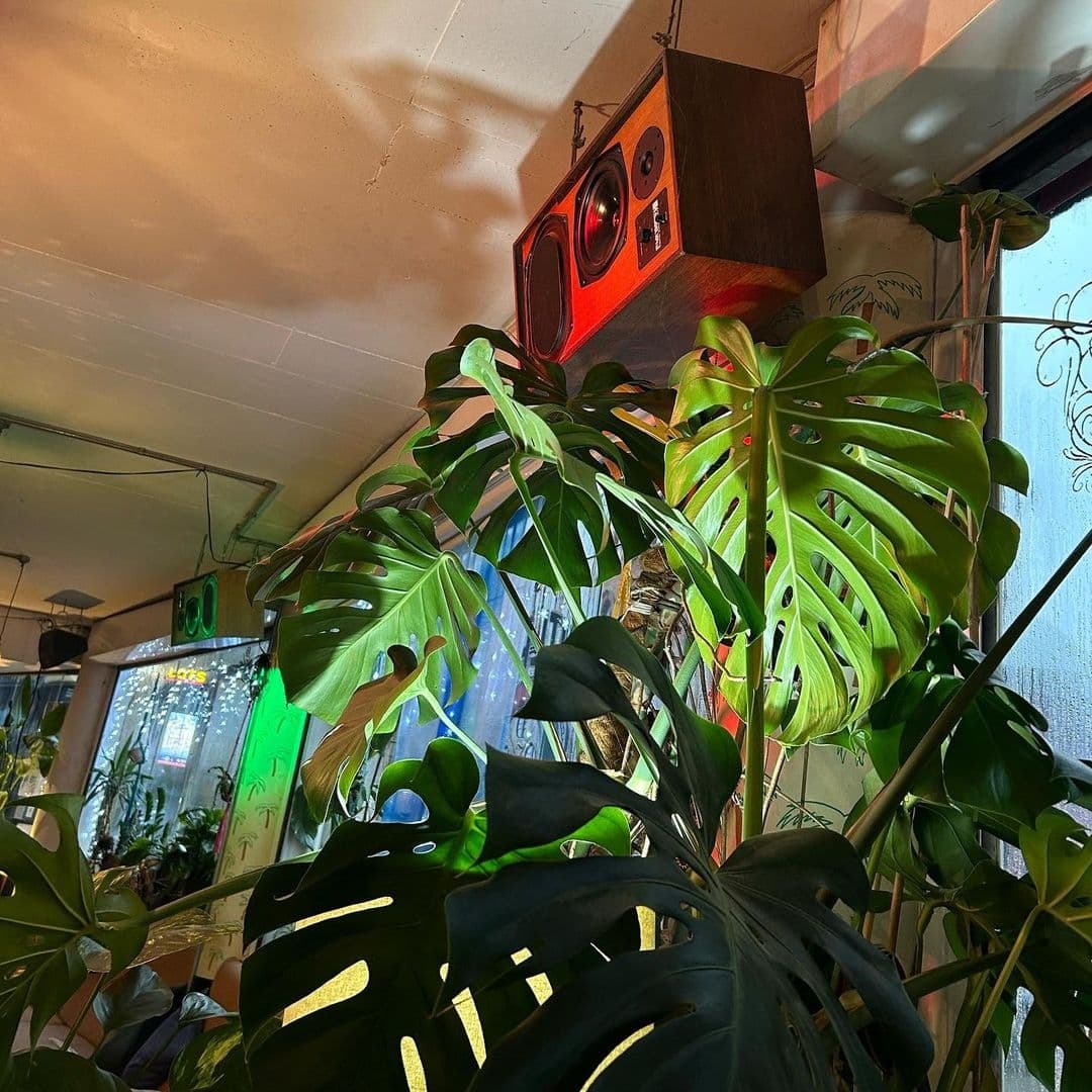 Outlaws Yacht Club_Tropical Plants Vintage Speakers Ambience Indoor view at Outlaws Yacht Club featuring lush green plants with large leaves in the foreground and a vintage red and wood speaker hanging from the ceiling, creating a cozy and eclectic atmosphere.