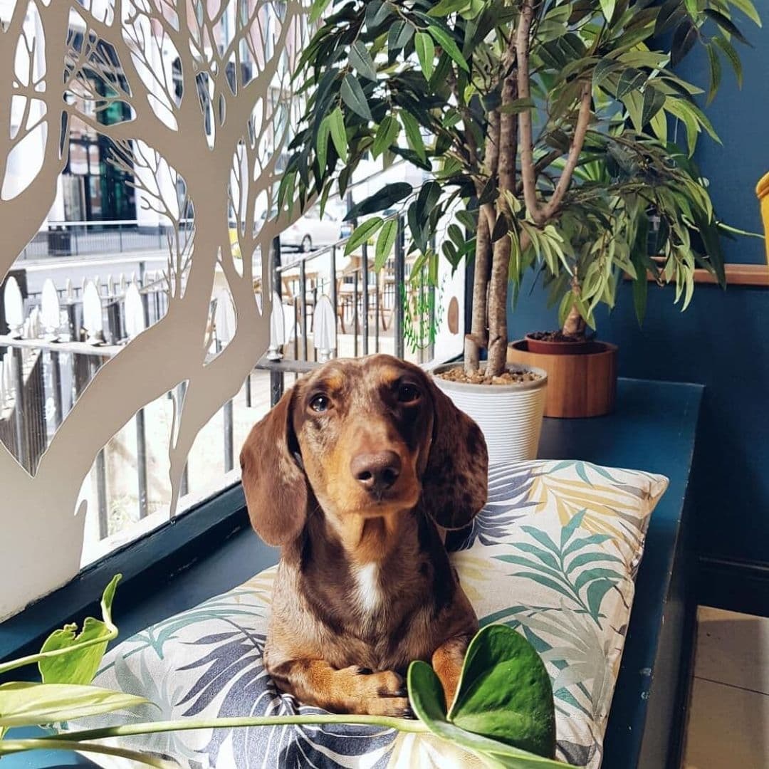 Wolfox Coffee ZAVIYA Coffee Bar Restaurant Dog Friendly Cafe Relaxed Atmosphere A brown dachshund sitting on a patterned cushion at Wolfox Coffee at ZAVIYA COFFEE Bar & Restaurant, with a decorative metal tree and potted plants in the background.