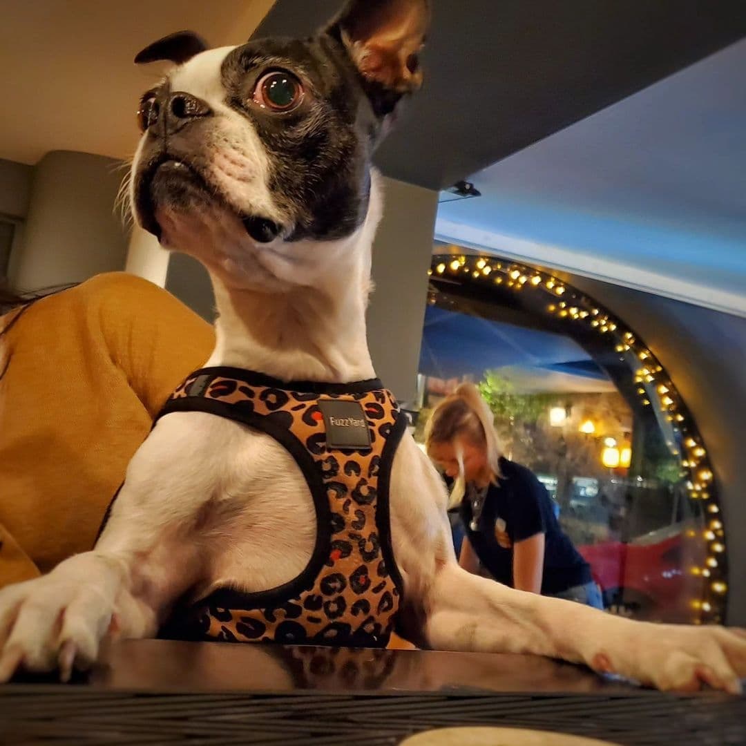 North Bar Social Pet Friendly Atmosphere Boston Terrier Boston Terrier dog wearing a leopard print harness sitting at the bar in North Bar Social, with a person in the background.