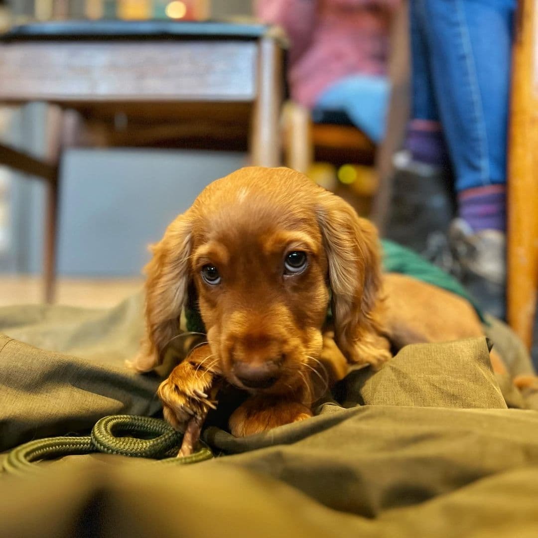 North Bar Social Pet Friendly Dachshund Puppy Relaxing "Adorable brown dachshund puppy lying on a green jacket at North Bar Social, with blurred background of people sitting."