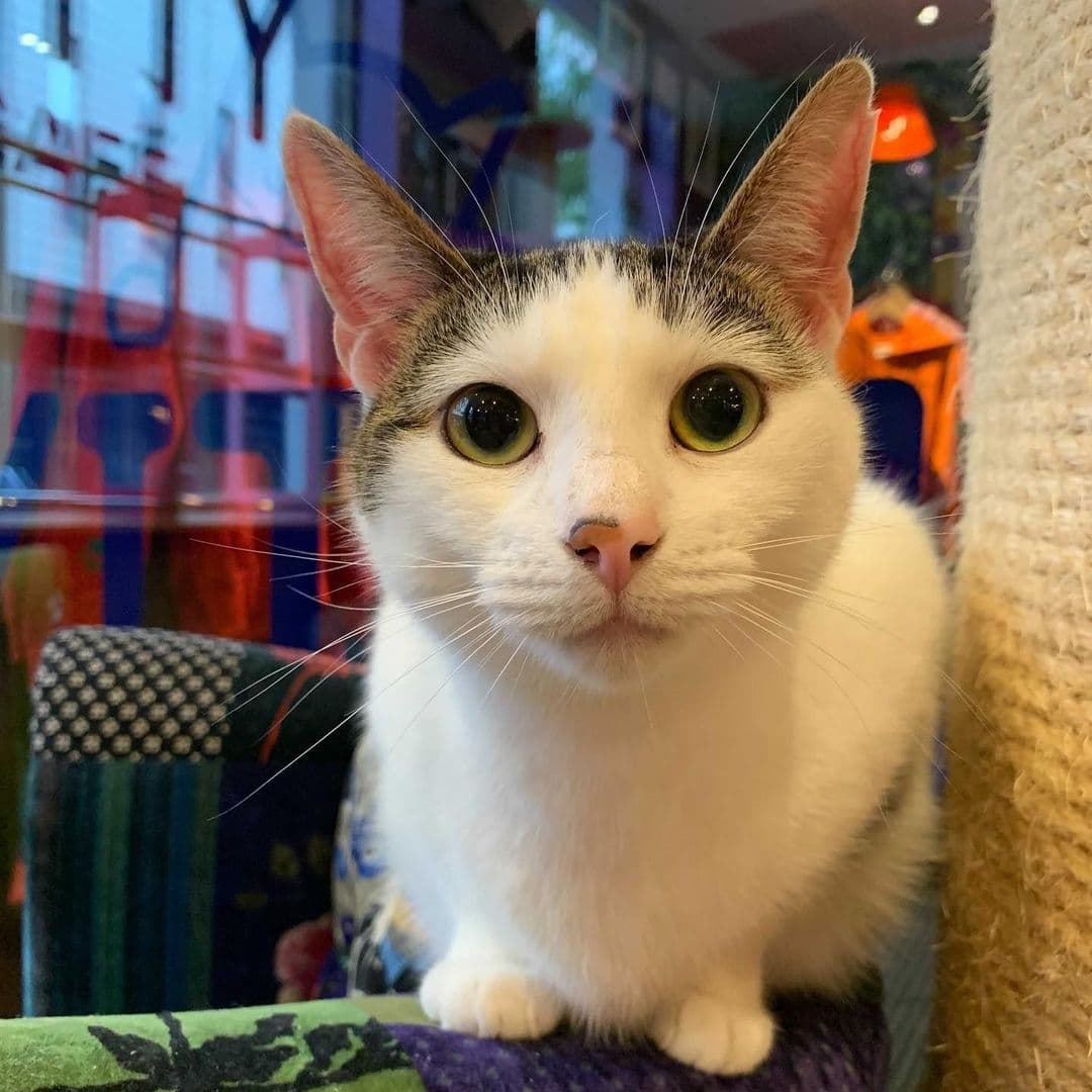 Kitty Cafe Adorable Cat Green Eyes Relaxing Environment Close-up of a curious white cat with black markings and bright green eyes at Kitty Cafe, surrounded by colorful decor and cat-friendly structures.
