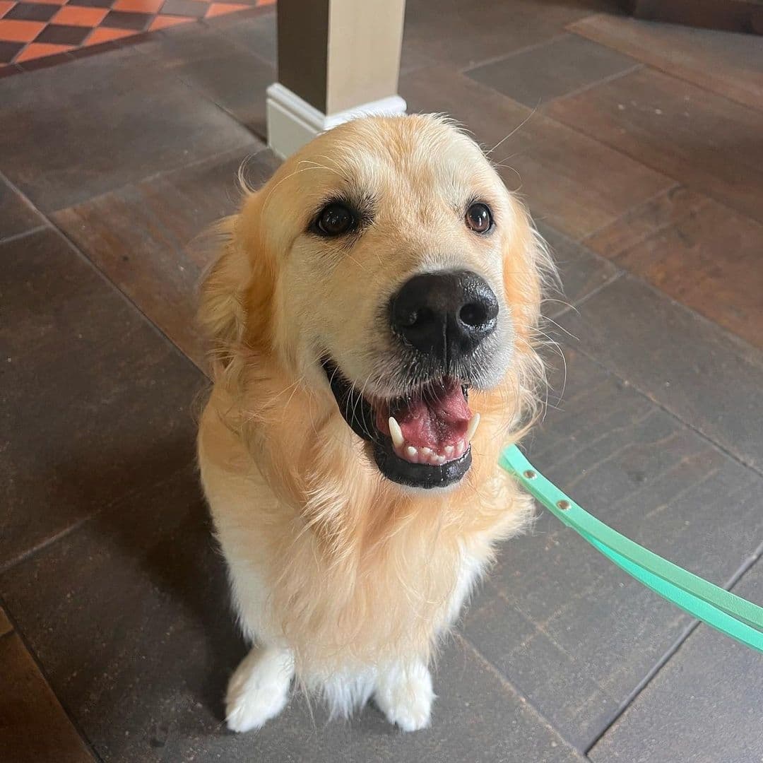 LambAndFlag_HappyGoldenRetriever_SmilingDog_PetFriendly Friendly golden retriever sitting on the tiled floor at Lamb And Flag with a leash, looking happy and welcoming.