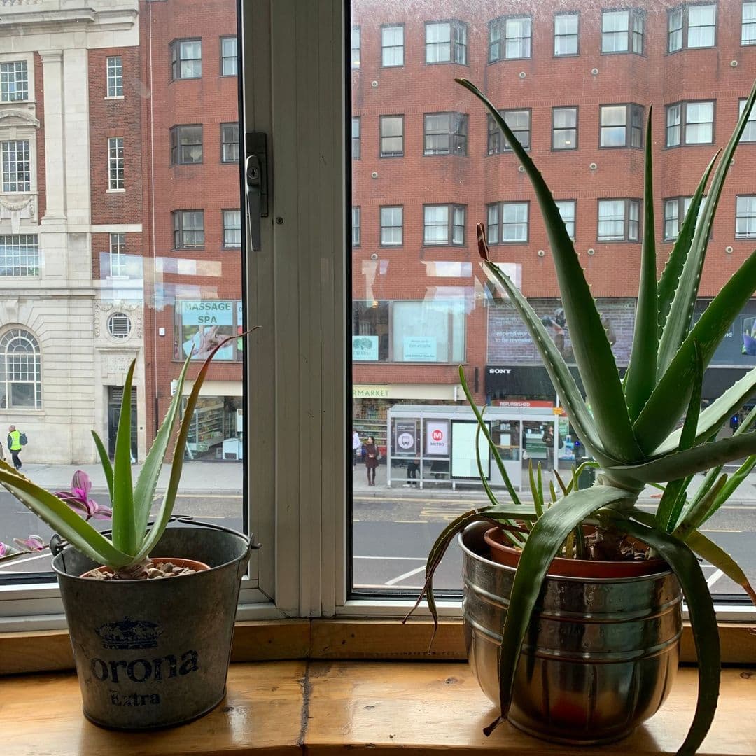 The Old Red Bus Station Window View Aloe Plants Street Scene View from inside The Old Red Bus Station featuring two potted plants on a windowsill overlooking a city street with buildings and a bus stop.