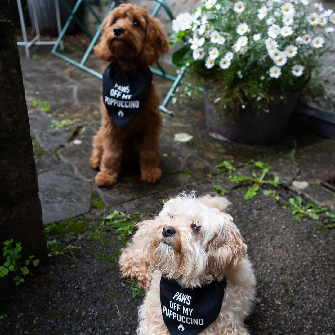 200 Degrees Coffee Shop puppies outdoor cafe dogs coffee Two dogs wearing black bandanas with the text "PAWS OFF MY PUPPUCCINO" sit outside 200 Degrees Coffee Shop, surrounded by greenery and flowers. One dog is a fluffy light-colored breed, while the other is a curly brown breed.