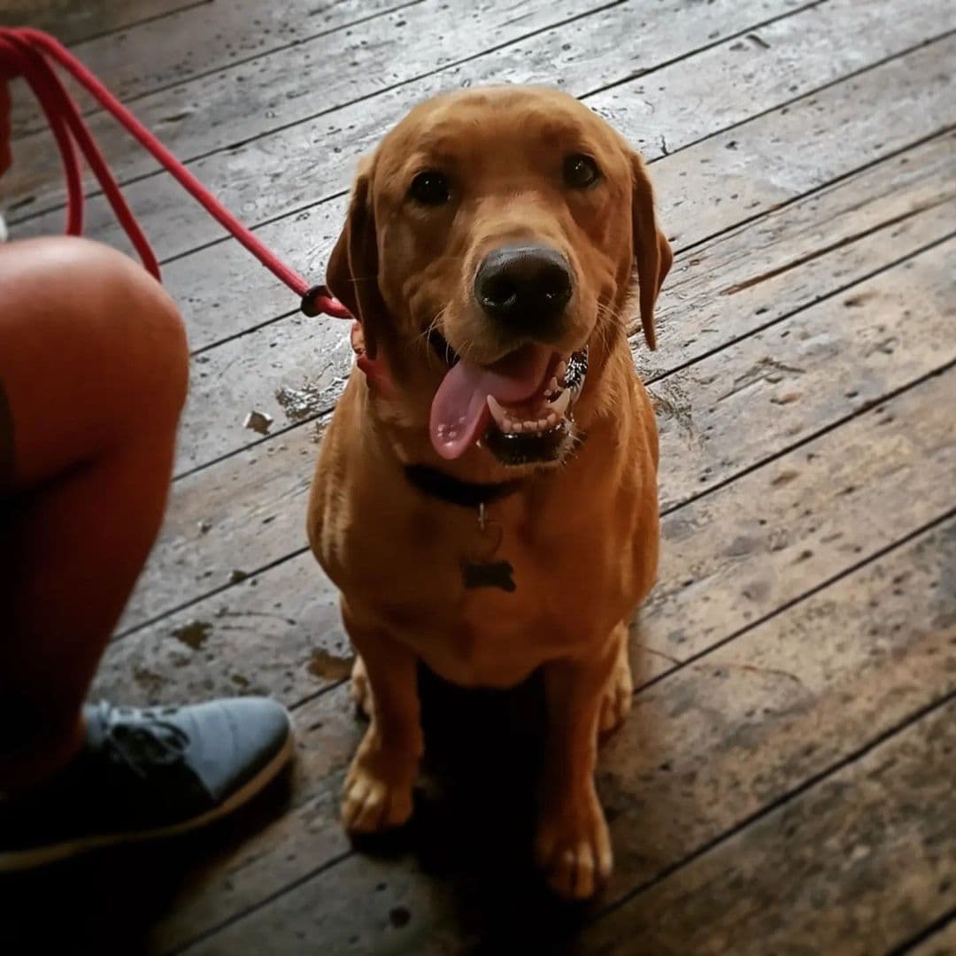 Stage Espresso Brewbar happy dog cafe pets welcome friendly A happy brown dog sitting on a wooden floor, with its tongue out and a leash attached. The dog's owner is partially visible, wearing shorts and a sneaker. The setting is casual and inviting, perfect for pet-friendly visits at Stage Espresso & Brewbar.