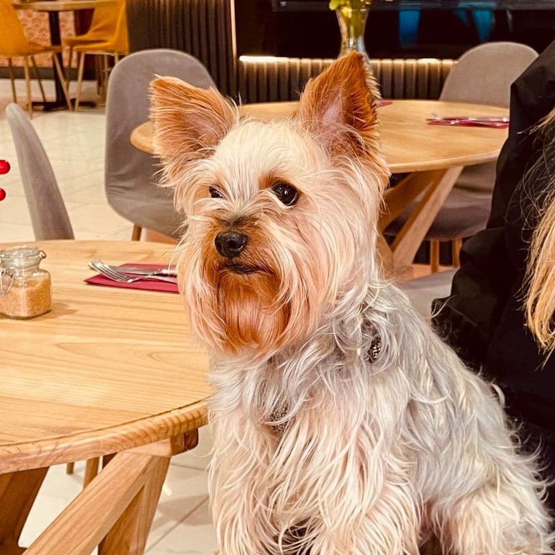 Wolfox Coffee pet friendly cafe yorkshire terrier relaxing A small, fluffy dog with long fur sits at a wooden table in a cozy café setting. The dog has a light brown and white coat, with perked ears and a curious expression. In the background, there are modern chairs and a warm ambiance, suggesting a welcoming atmosphere at Wolfox Coffee.