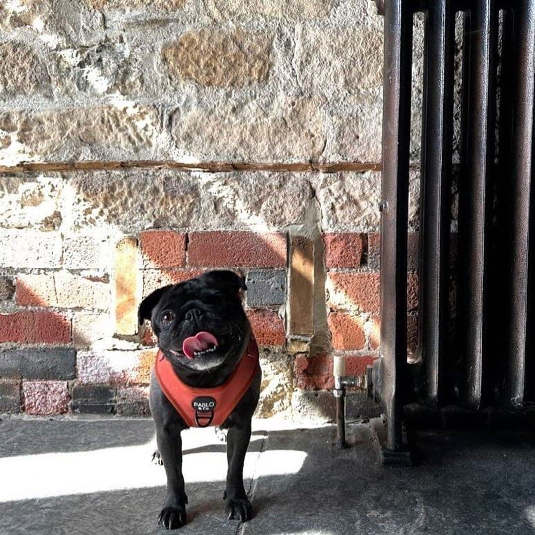 Beyond The Red Door happy pug dog interiors stone wall A happy black pug wearing an orange harness stands in front of a textured stone and brick wall, with sunlight casting shadows on the floor. The setting is cozy and inviting. Location: Beyond The Red Door.