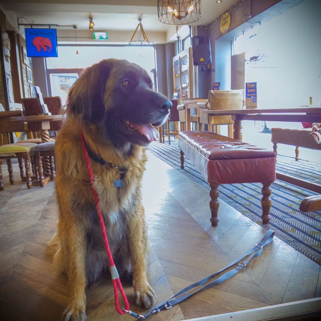 The Head of Steam Headingley dog in pub interior relaxed atmosphere friendly environment A friendly dog sits inside The Head of Steam Headingley, looking relaxed. The interior features wooden furniture and a cozy atmosphere, with natural light coming through the large windows. The dog is leashed and has a happy expression, making it a welcoming scene for pet lovers.