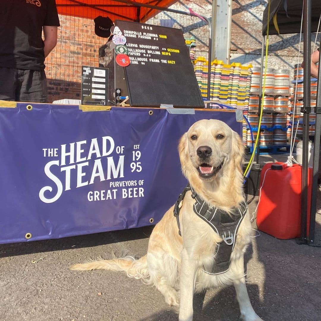 The Head of Steam Park Row golden retriever happy brewery outdoor festival A friendly golden retriever sits in front of a banner for The Head of Steam – Park Row, which promotes great beer. The dog is wearing a black harness and appears happy in a sunny outdoor setting, with colorful kegs visible in the background.