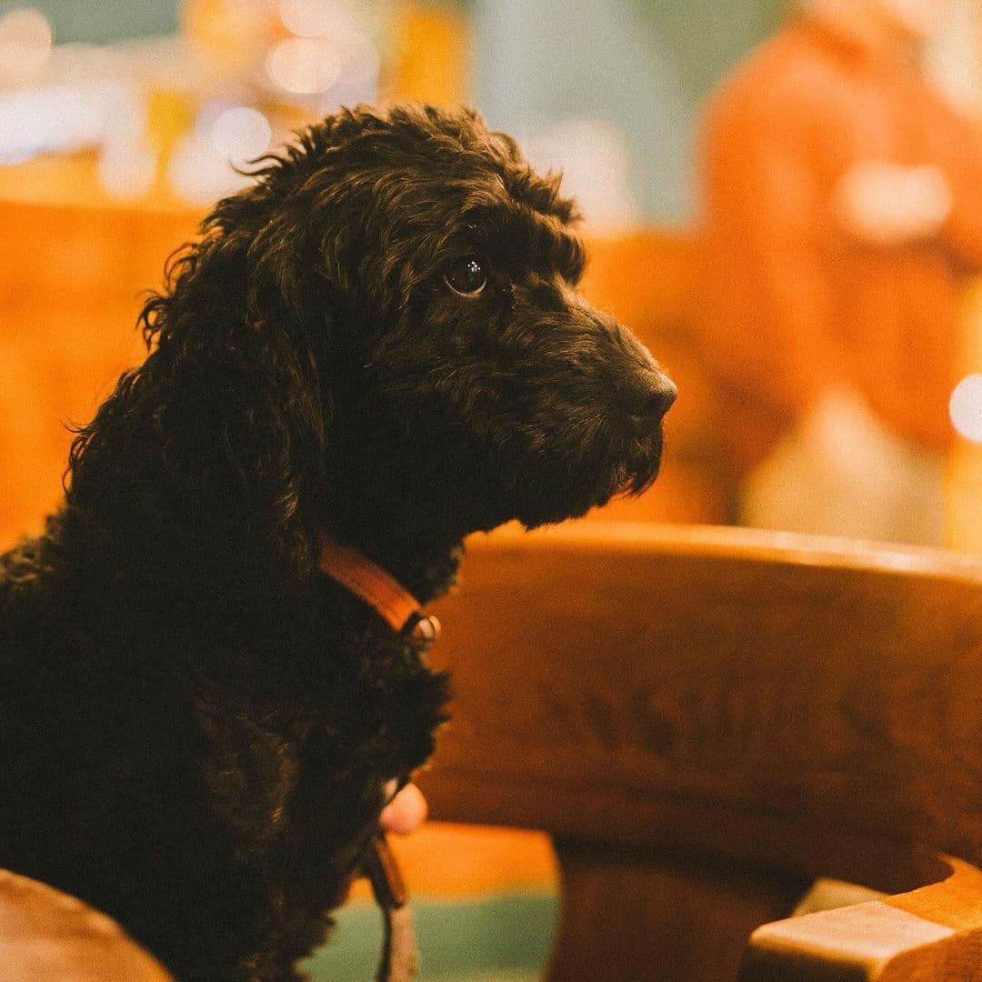 Holding Patterns black dog cafe relaxation pet friendly A black dog sitting on a wooden chair, looking attentively to the side. The background features warm, blurred lights and a cozy atmosphere. Location: Holding Patterns.
