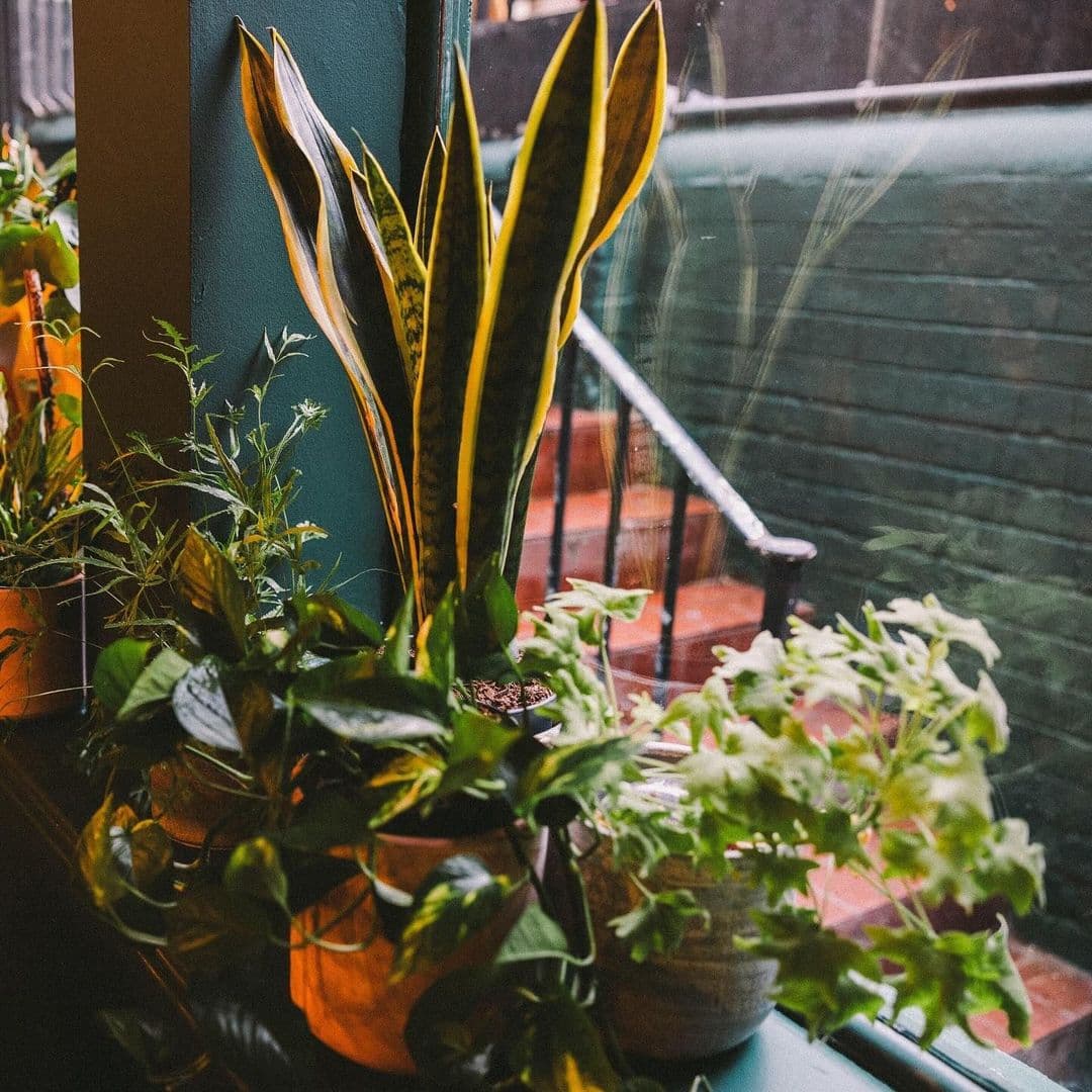 Holding Patterns indoor plants greenery window view relaxing space Alt text: A close-up view of various indoor plants in decorative pots, placed on a windowsill. The background features a staircase visible through the window, creating a cozy atmosphere at Holding Patterns.
