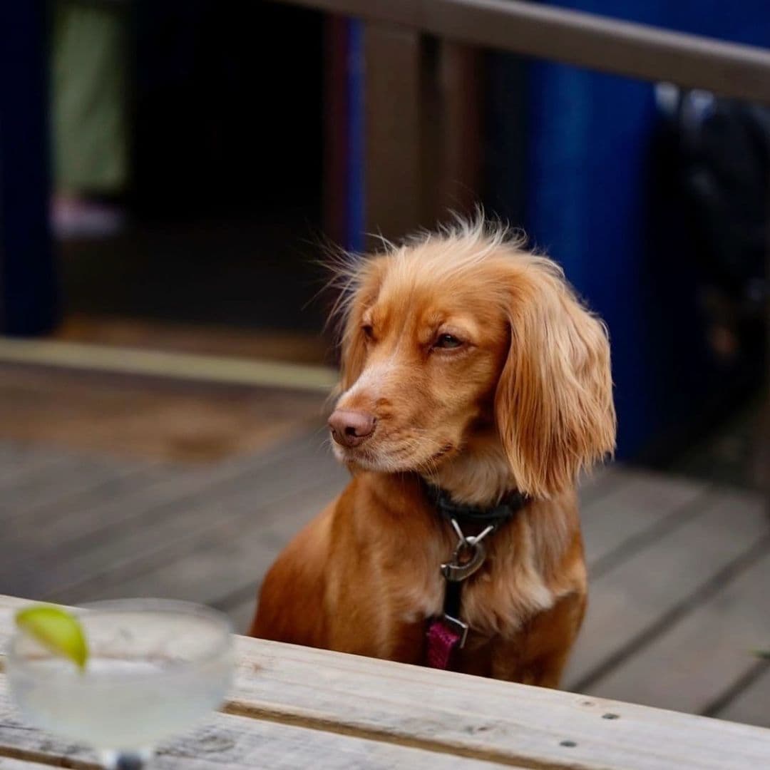 The Foundation dog relaxing outdoor cafe enjoying time A relaxed dog with a golden coat sits on a wooden deck, looking thoughtfully to the side. In front of the dog is a cocktail glass with a lime wedge. The setting appears casual and inviting, perfect for enjoying time outdoors at The Foundation.