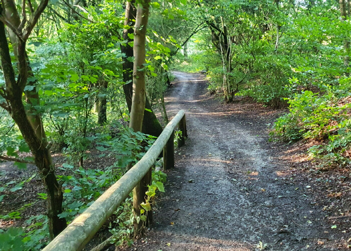 Footpath through Nan Whins Wood