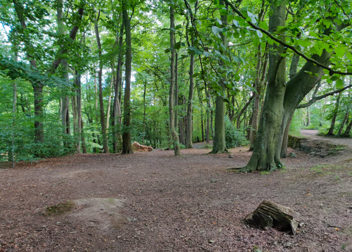 Scotland Wood Picnic