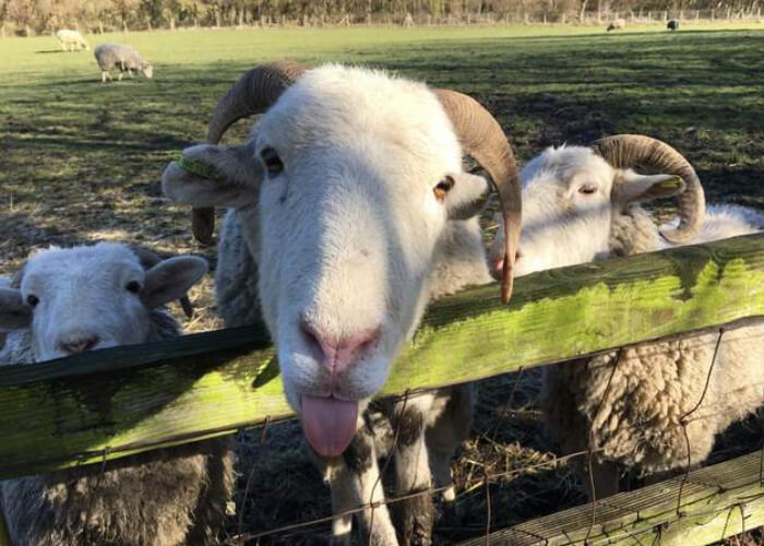 Date idea at Meanwood Valley farm leeds