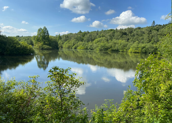 Golden Acre Wood Leeds