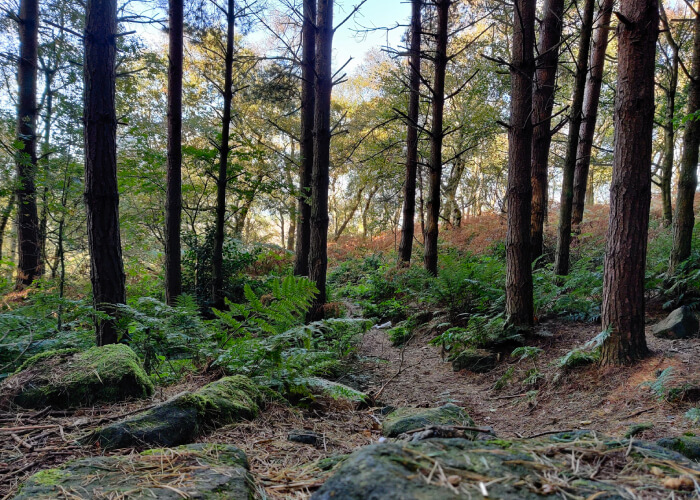 Chevin Forest Park Leeds