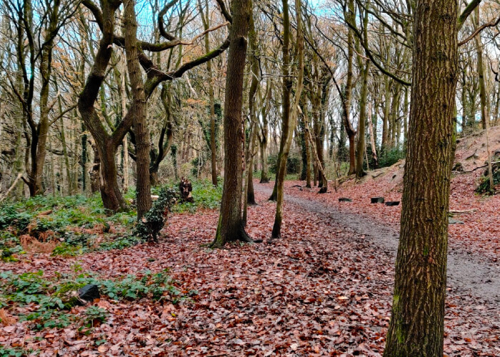 Bramley Fall Wood
