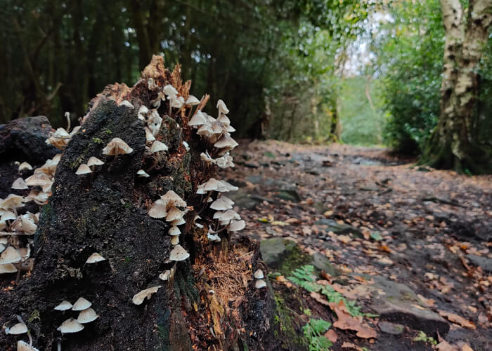 Adel Woods Leeds