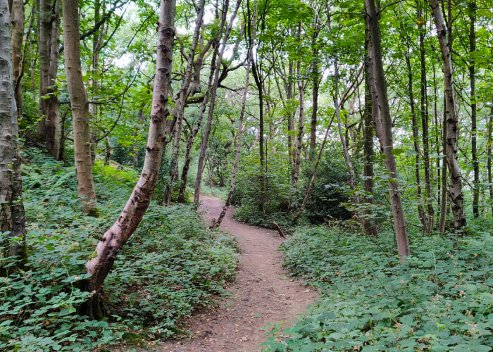 Calverley Wood Leeds