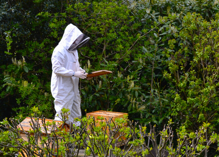 Bees in Leeds. Introducing to the city