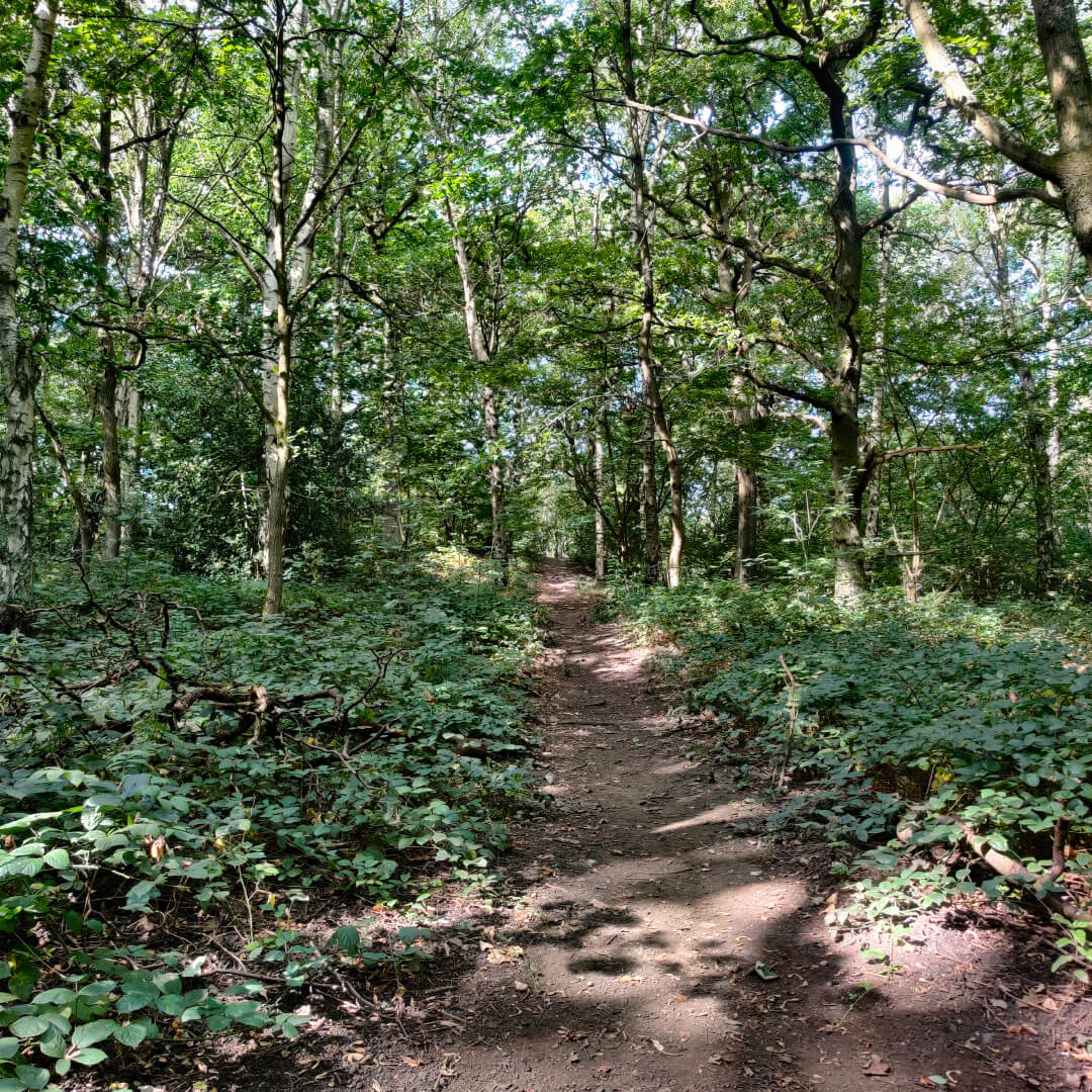 Middleton Woods Forest Bathing