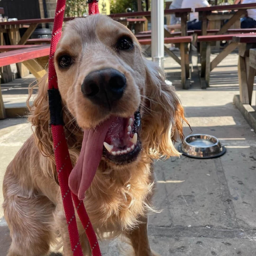 Water Lane Boat House Dog Friendly