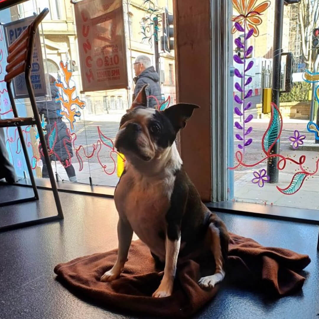 Nation of shopkeepers dog friendly pub