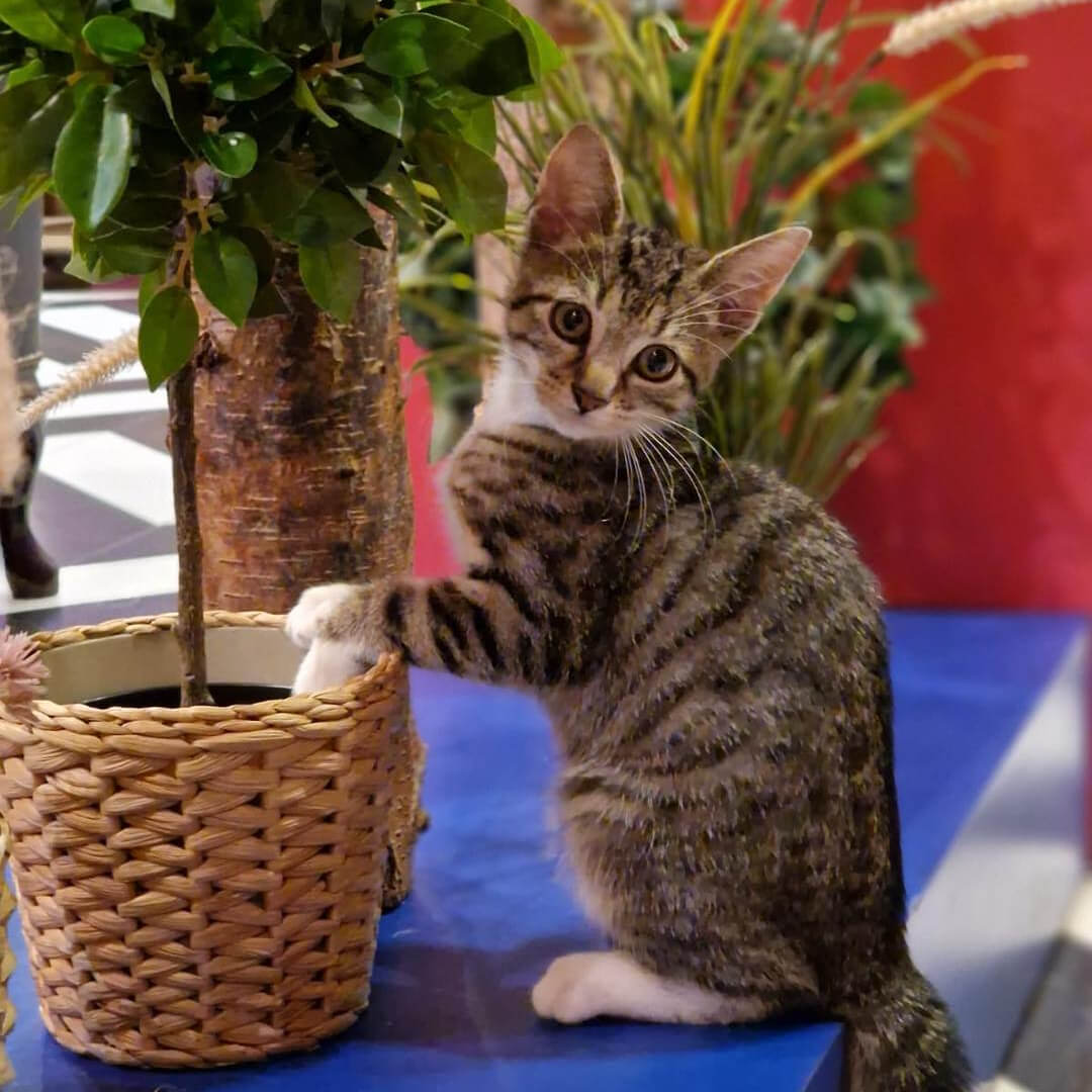 Kitty Cafe Afternoon Tea