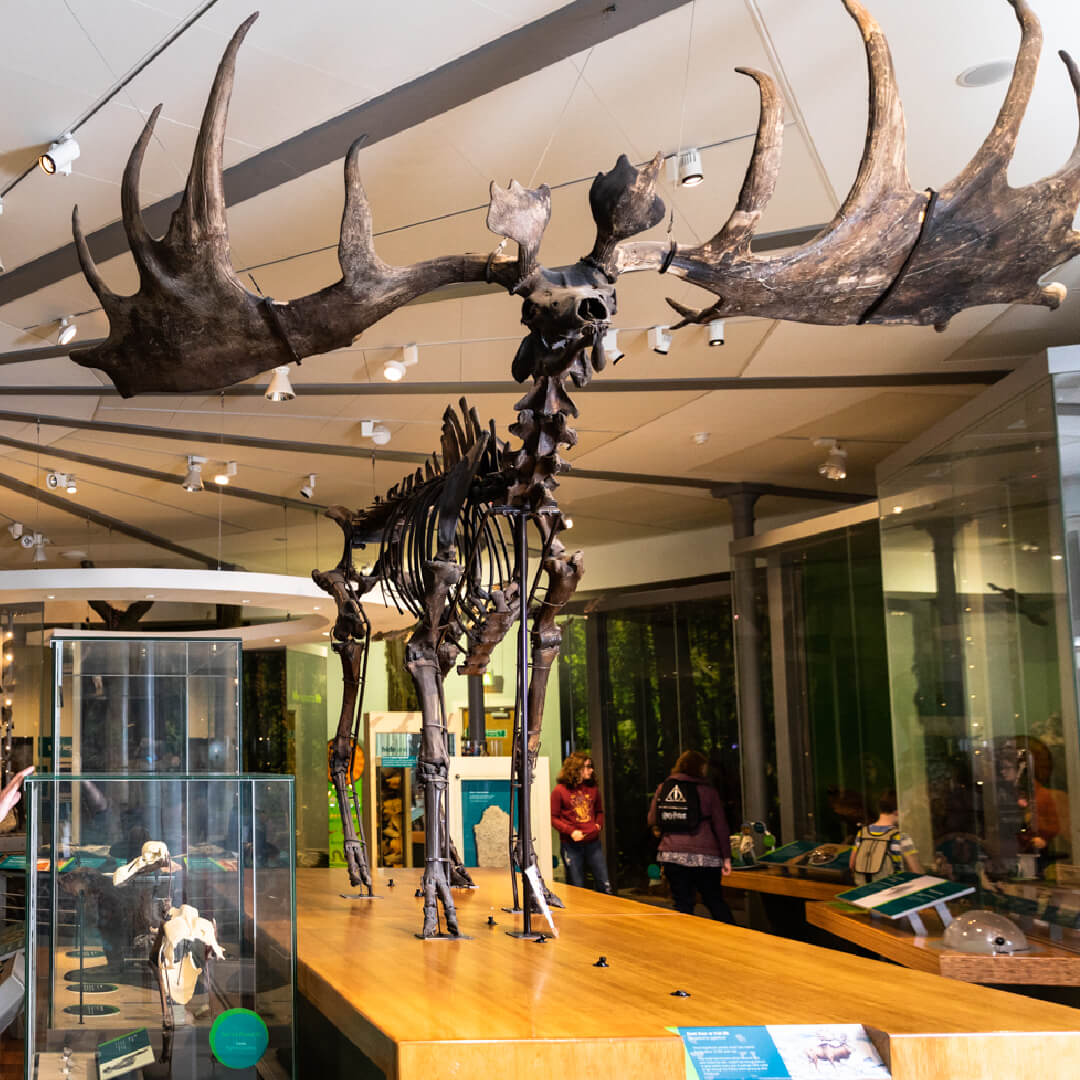 Leeds City Museum